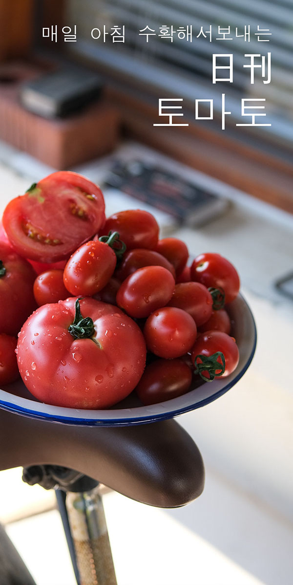 무농약  큰 토마토 2.5k 5k 10k자체브랜드국내 둘러앉은밥상