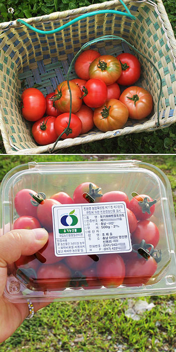 [혼자 먹기엔] 1인용 유기농 토마토 혼합세트 : 방울토마토1k + 토마토 1k (3~5과, 7과 이내)  ﻿자체브랜드아산시 둘러앉은밥상
