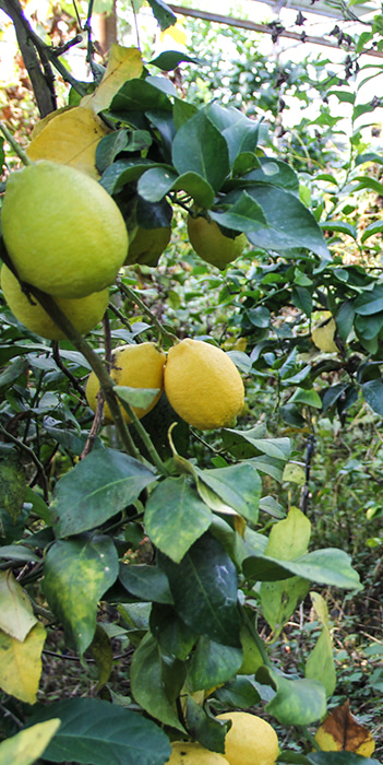 [예약] 정글이 되어버린 밭에서, 제주 유기농 레몬 5k자체브랜드국내 둘러앉은밥상