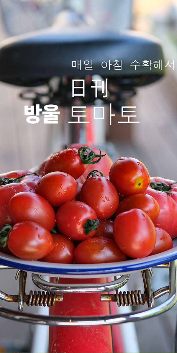 무농약 대추 미니찰 방울 토마토 2.5k 5k 10k자체브랜드국내 둘러앉은밥상